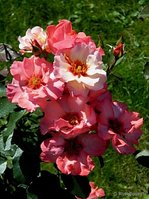 a79fde627b8e2e288c2cc032b800f1cc.jpg (41.97 КБ) 571 просмотр Алиссар Принцесса Финикийская