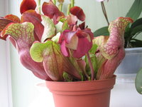 Саррацения