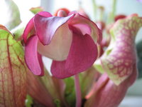 Цветок вблизи