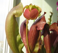 Тоже саррацения