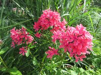 IMG_8509.JPG (1.08 МБ) 3112 просмотров Клеопатра