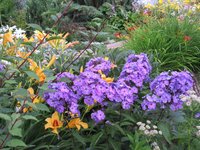 IMG_8439.JPG (1.26 МБ) 3112 просмотров Блю Парадайз