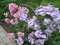 IMG_8456.JPG (922.61 КБ) 3112 просмотров Голубая отрада и Бисер (надеюсь, понятно кто есть кто)))