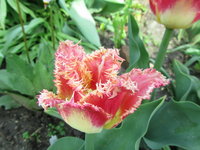 IMG_6934.jpg 1.jpg