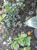 IMG_20191020_141023.jpg (8.03 МБ) 449 просмотров И так в нескольких местах.