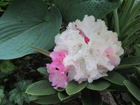 IMG_2223.JPG (4.28 МБ) 613 просмотров В конце цветения