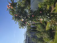 IMG_20200618_090015.jpg