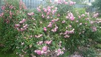 DSC_9939.JPG