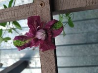 IMG_20200710_174917.jpg