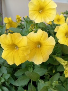 IMG_20250621_191451.jpg
