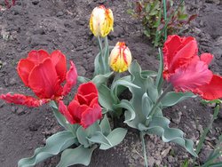 IMG_0493 1.jpg