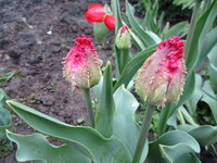 IMG_0564 1.jpg