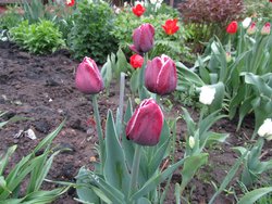 IMG_0560 4.jpg