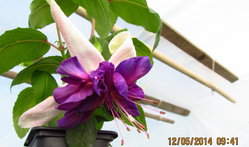 IMG_2005_1.jpg