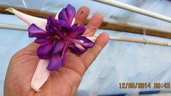 IMG_2010_1.jpg