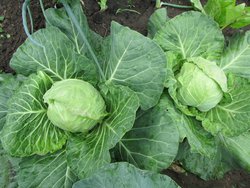 IMG_0669 Ранняя капуста.jpg
