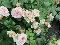 IMG_0655 Плетистая Джардиния.jpg