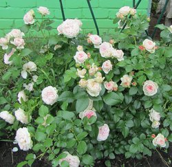 IMG_0692 1.jpg