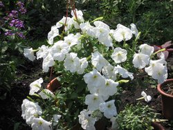 IMG_1164.JPG