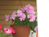 IMG_1162.JPG