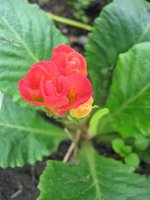 IMG_1137.JPG