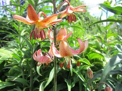 IMG_0809 1.jpg