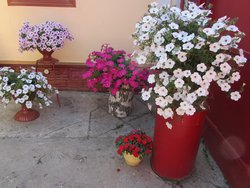 Начало июля. Пик цветения.