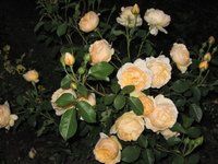 IMG_1206.JPG