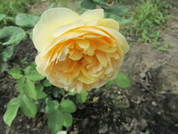 IMG_1159 Мой ...Томас.jpg