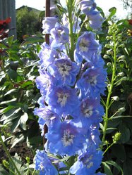 IMG_1316.JPG