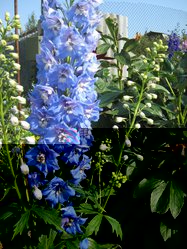 IMG_1347ххх.jpg