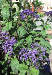IMG_1382.JPG