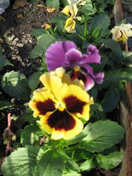 IMG_1386.JPG