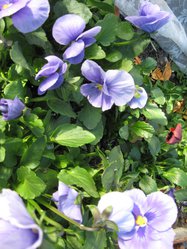 IMG_1387.JPG