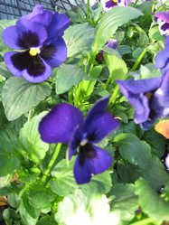 IMG_1388.JPG