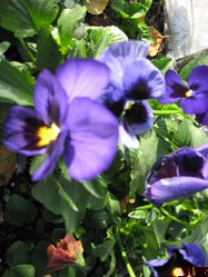 IMG_1390.JPG