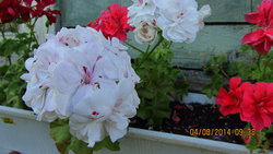 IMG_4922.jpg
