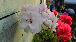 IMG_4461.jpg