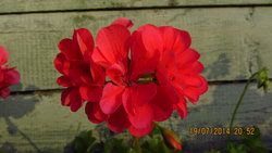 IMG_4449.jpg
