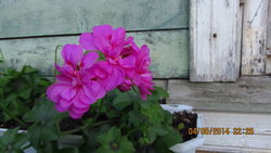 IMG_2992.jpg