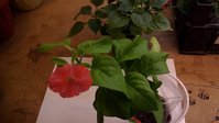 P_20150118_135010.jpg