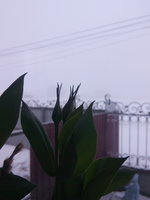 IMG_20150303_074536.jpg
