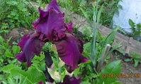 IMG_2729.jpg