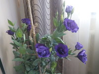 IMG_20150405_113359.jpg