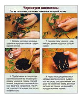 черенкуем клематисы.jpg
