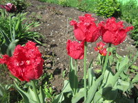 IMG_2238 2.jpg