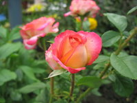 IMG_3136 1.jpg