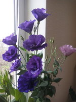 IMG_20150511_113039.jpg