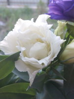 IMG_20150525_083140.jpg