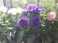 IMG_20150526_163420.jpg